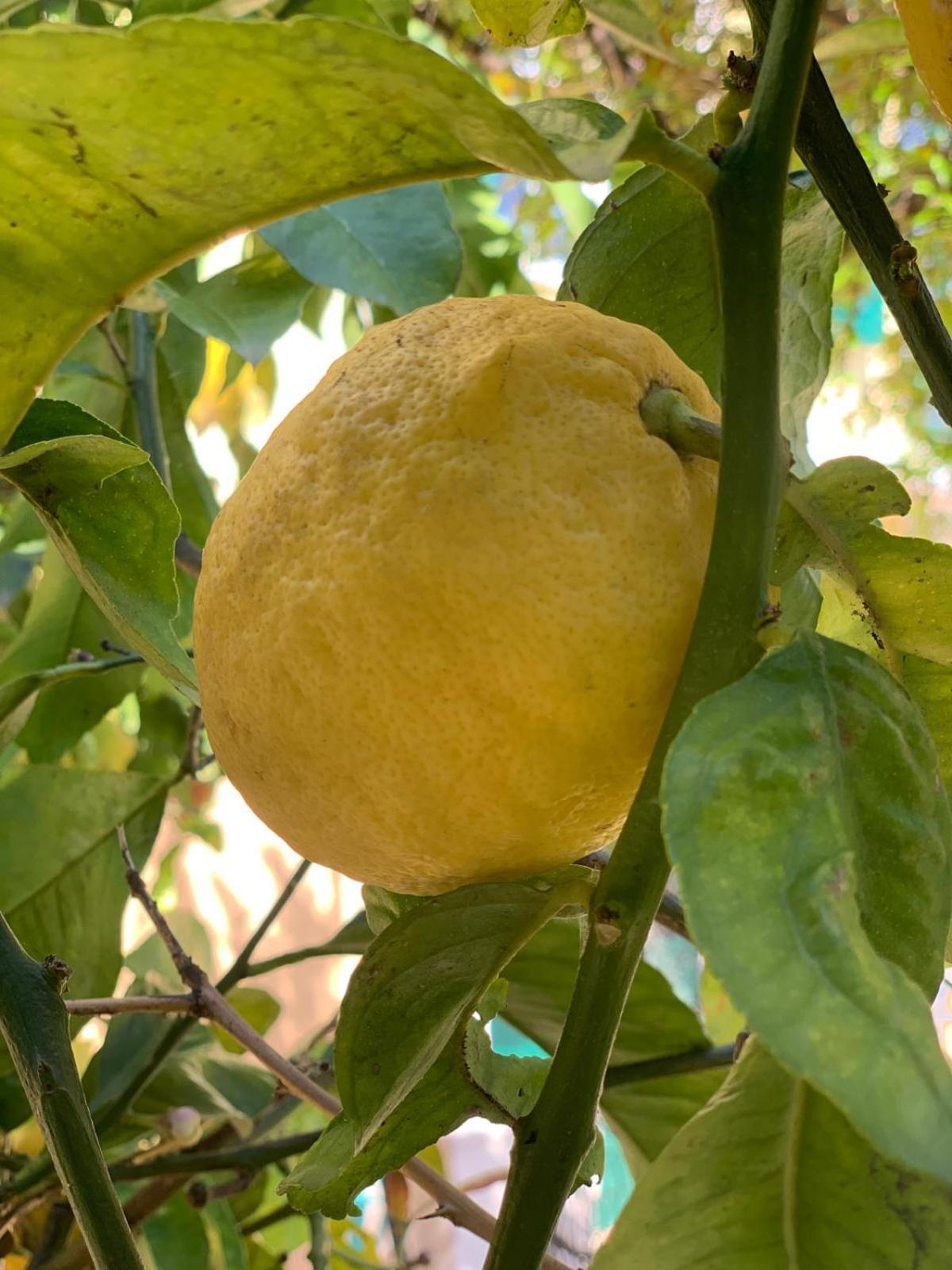 B&B La Magnolia Savona Bagian luar foto